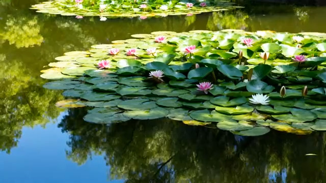  池塘荷花荷叶景观1258#横屏 	 