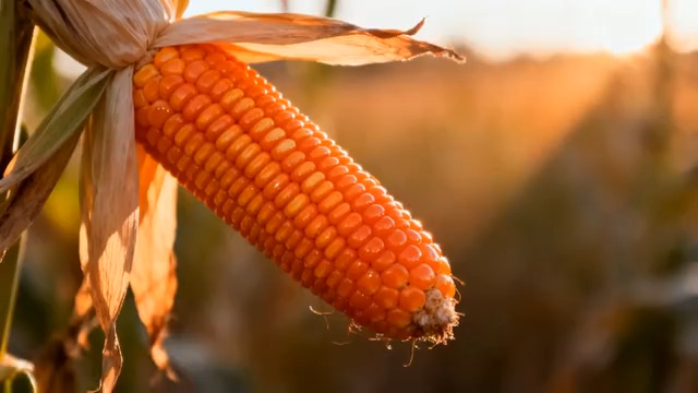  成熟玉米特写素材367#横屏 	 