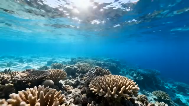 海底海龟游弋珊瑚礁场景3335#横屏 