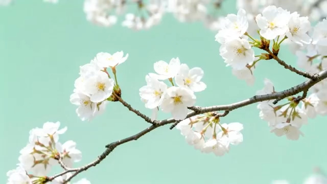  白色樱花特写496#横屏 	 - 