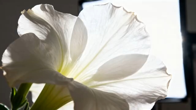  白色花朵微距特写1070#横屏 	 -