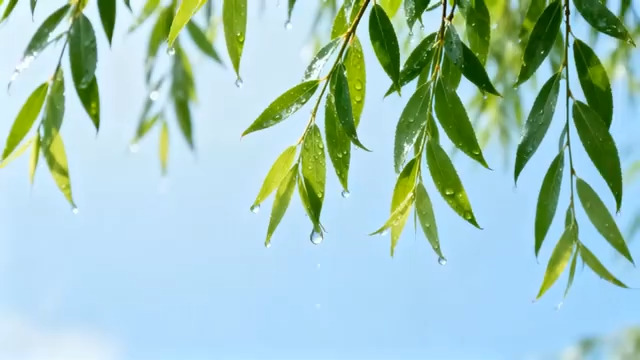  雨后柳叶垂挂蓝天3012#横屏 	 