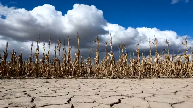 干旱玉米地与蓝天白云景象2818#横