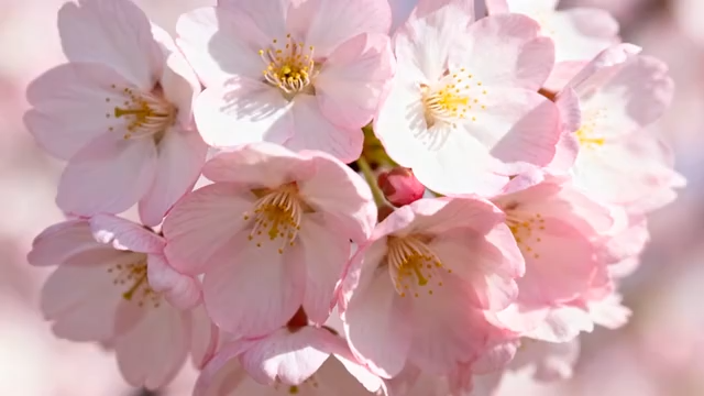 粉色杜鹃花特写2499#横