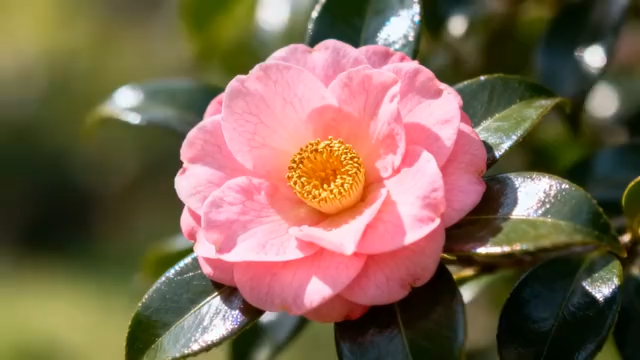 粉色山茶花特写1854#横