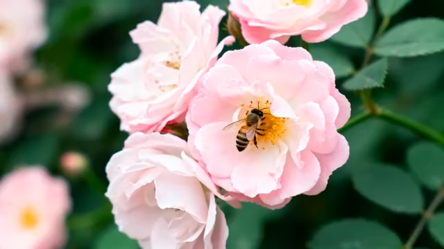 粉色月季花上的蜜蜂153#横