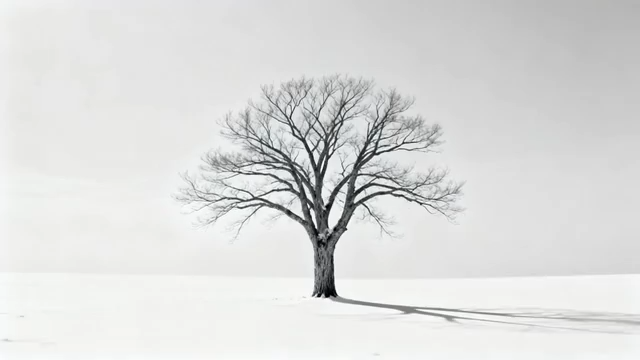 冬日雪地中的孤树190#横