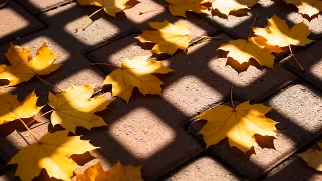 地面上的秋日枫叶落叶3139#横