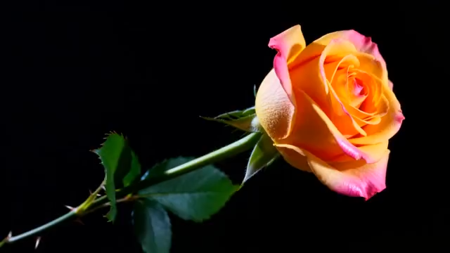 单支双色玫瑰花特写4537#横屏 