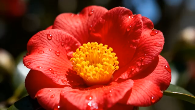 带水珠的红色山茶花特写5361#横屏 