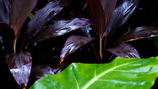 带水珠的紫绿叶植物特写3488#横