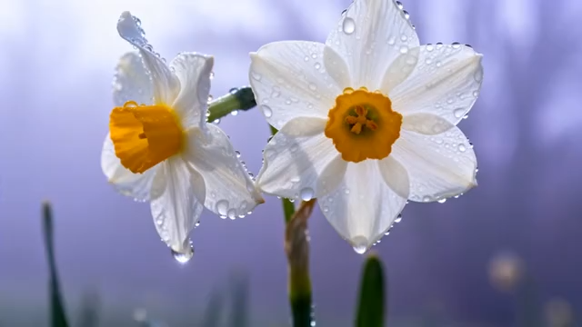 带水珠的白色水仙花特写1280#横