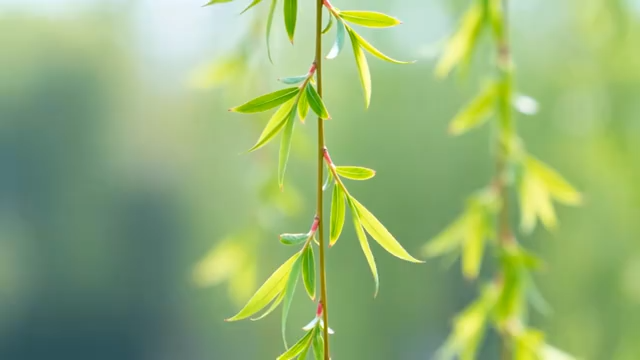 垂柳嫩绿柳叶特写4696#横