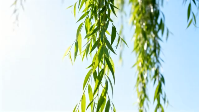 垂柳鲜嫩柳叶特写3923#横