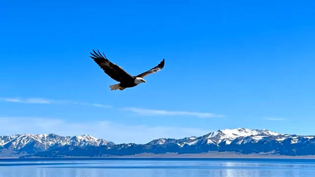  雄鹰翱翔雪山视频素材2581#横屏 	 -
