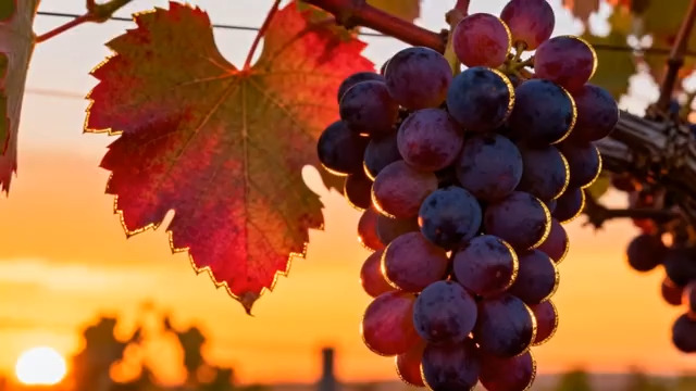  夕阳下的紫葡萄串2408#横屏 	 