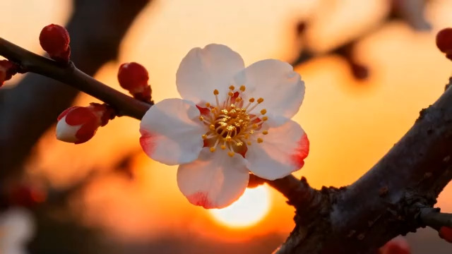  夕阳下的梅花绽放2396#横屏 