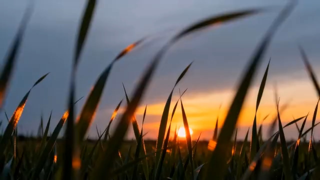  夕阳下的老虎漫步2392#横屏 	 