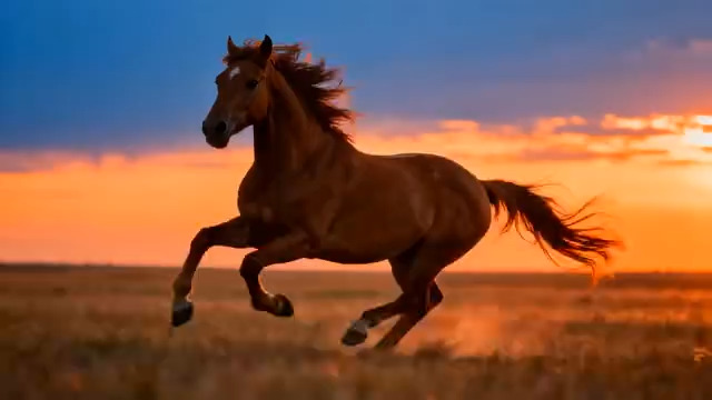  夕阳下奔跑的骏马2362#横屏 