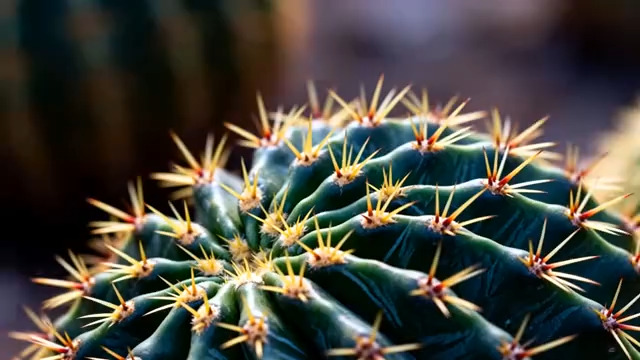  特写仙人球绿色植物2232#横屏 	 