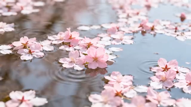  水墨风锦鲤游弋视频2183#横屏 	 -