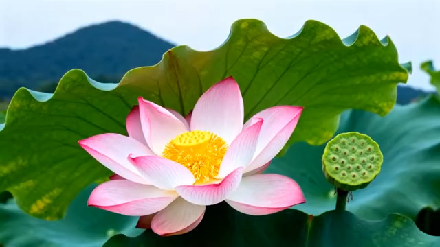  盛开的粉色荷花特写2099#横屏 	 