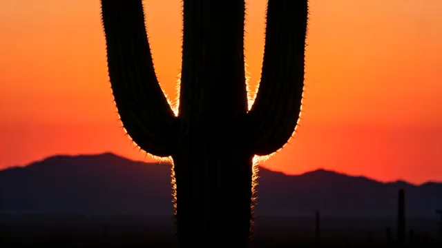  沙漠仙人掌日落剪影1922#横屏 