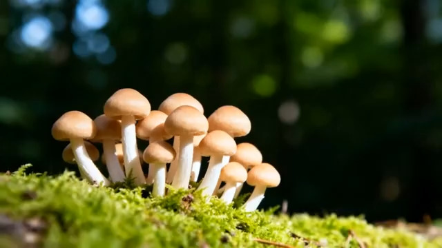  森林蘑菇群特写镜头1896#横屏 	 