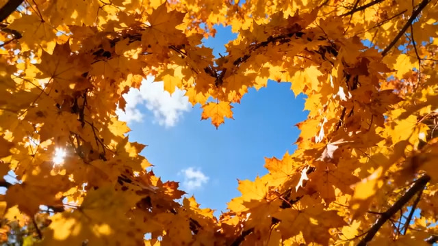  秋日心形枫叶特写1799#横屏 