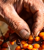 老人采摘沙棘果特写1128#横屏 