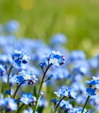 蓝色花朵近景画面12369#横屏 