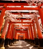 樱花下的红色鸟居通道9006#横屏 