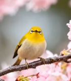 樱花树枝上的小鸟1038#横屏 