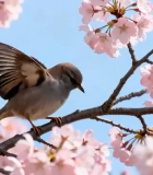 樱花树枝头的小鸟3397#横屏 