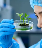 	 科研人员实验室观察幼苗6366#横屏 