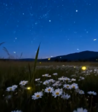 夜晚花田星空萤火虫景象3164#横屏 