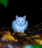 夜色中蹲坐的白色猫咪6000#横屏 