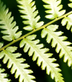 蕨类植物叶片特写6080#横屏 