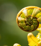 蕨类植物微距特写素材6651#横屏 