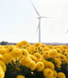	 菊花田中的风力发电机10062#横屏 