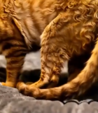 卷毛猫趴卧在垫子上14280#横屏 