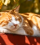 橘白猫咪户外小憩1494#横屏 