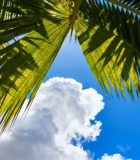 仰视视角下的棕榈树与蓝天10197#横屏 