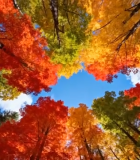 仰视秋季森林五彩树叶景观1770#横屏 