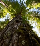 仰视森林高大树木阳光素材7357#横屏 