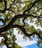 仰视阳光下的繁茂大树6032#横屏 