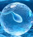 	 精子与卵细胞结合演示4201#横屏 