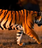 野外坐姿老虎特写3662#横屏 