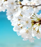 近景特写绽放的白色樱花6655#横屏 