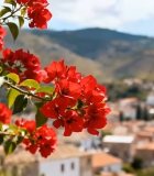 	 近景红花朵与远处城镇风景7329#横屏 